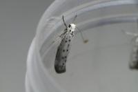 Yponomeuta padella