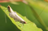 Nematopogon