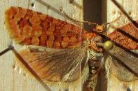 Lozotaeniodes formosana
