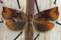 Archips podana