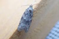 Cnephasia