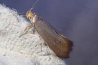 Crassa unitella
