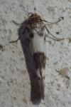 Enolmis acanthella