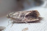 Ptycholoma lecheana