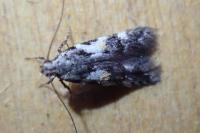 Teleiodes luculella