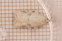 Acleris logiana