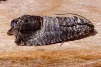 Cydia pomonella