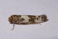 Enolmis acanthella