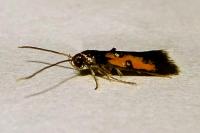 Chrysoclista linneella