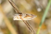 Eucosma aspidiscana