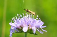 Nemophora metallica