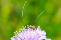 Nemophora metallica