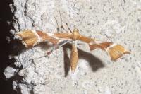 Cnaemidophorus rhododactylus