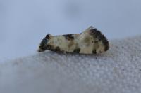 Brevicornutia pallidana