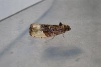 Hedya nubiferana