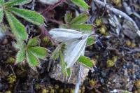 Pleurota ericella