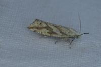 Thiodia citrana