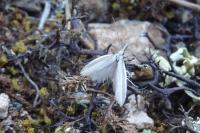Pleurota ericella