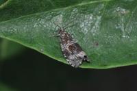 Celypha lacunana