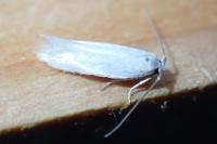 Opostega salaciella
