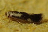 Stigmella trimaculella