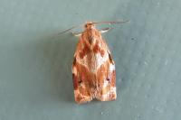 Archips xylosteana