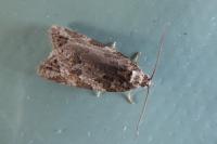 Cnephasia