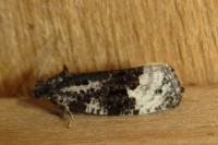 Apotomis turbidana