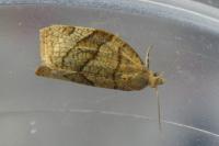 Pandemis corylana