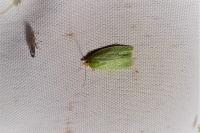 Tortrix viridana