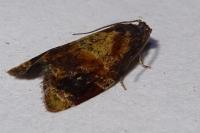 Ditula angustiorana
