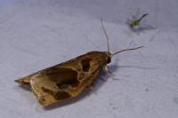 Archips crataegana