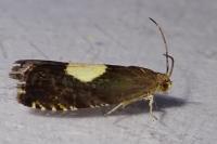 Pammene regiana