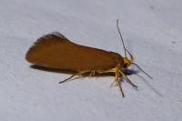 Crassa unitella