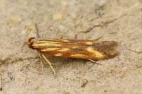 Metzneria aprilella