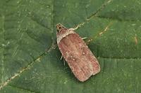 Agonopterix cnicella