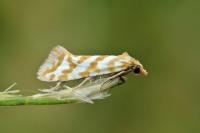 Aethes margaritana
