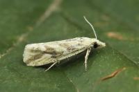 Thiodia citrana