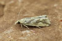 Thiodia citrana