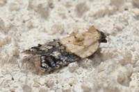 Acleris variegana