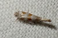 Cedestis gysseleniella