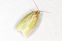 Tortrix viridana