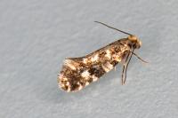 Nemapogon cloacellus