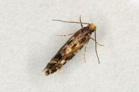 Nemapogon cloacellus