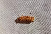 Lozotaeniodes formosana