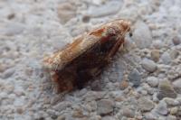 Archips xylosteana
