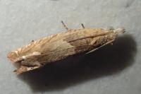 Eucosma conterminana