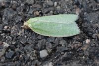 Tortrix viridana