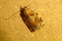 Archips xylosteana
