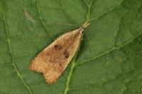 Dichomeris derasella